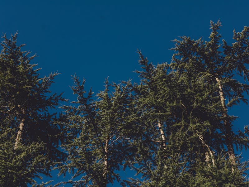 **Kreativne  Kako Unijeti Lični Pečat u Proslavu Nove Godine** - Second Image