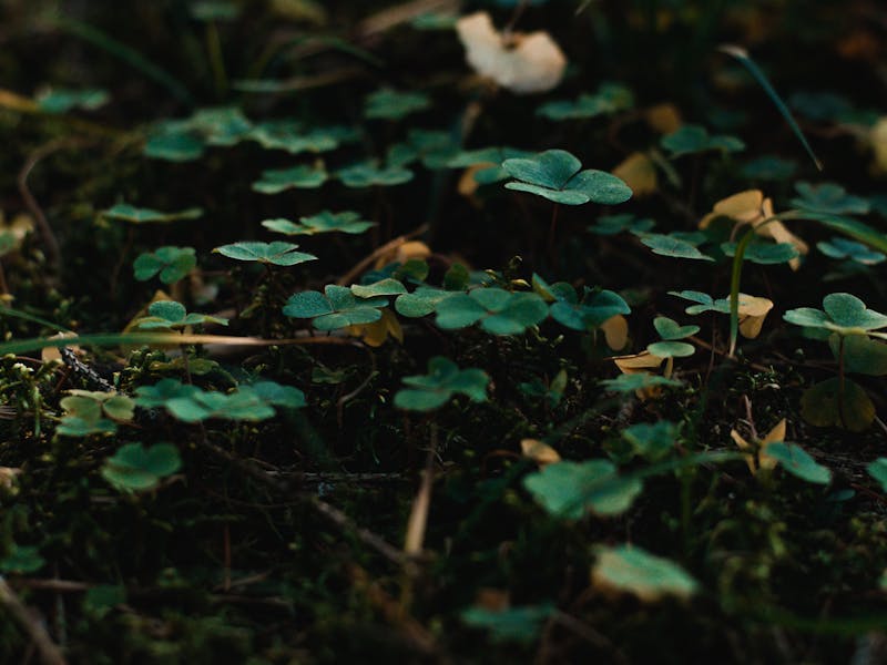 **Proljetne Ideje za Vašu Baštu: Savjeti za Uživanje u Prirodi i Uzgajanje Biljaka** - Third Image
