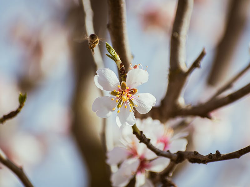 **Proljetne Ideje za Prekrasnu Baštu: Kako Oživjeti Svoj Vanjski Prostor** - Second Image