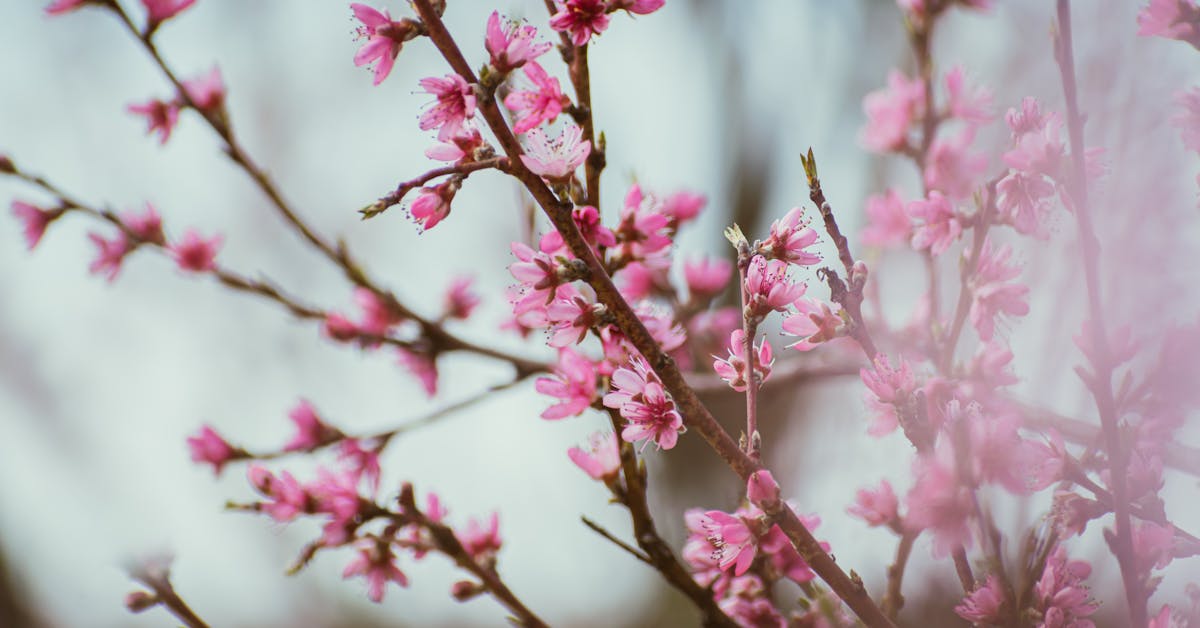 Proljetne Ideje za Prekrasnu Baštu: Kako Oživjeti Svoj Vanjski Prostor