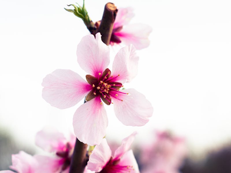 **Proljetne Ideje za Prekrasnu Baštu: Kako Oživjeti Svoj Vanjski Prostor** - Fourth Image