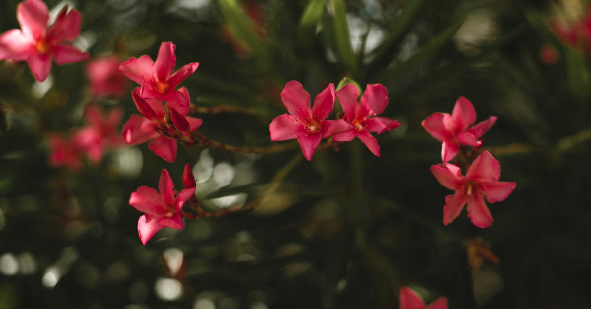 Kako Stvoriti Zeleni Raj: Savjeti za Uređenje Vrtova i Bašti