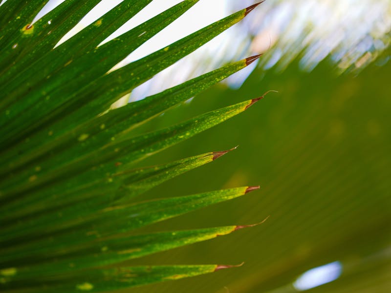 **Kako Stvoriti Zeleni Raj: Savjeti za Uređenje Vrtova i Bašti** - Fourth Image