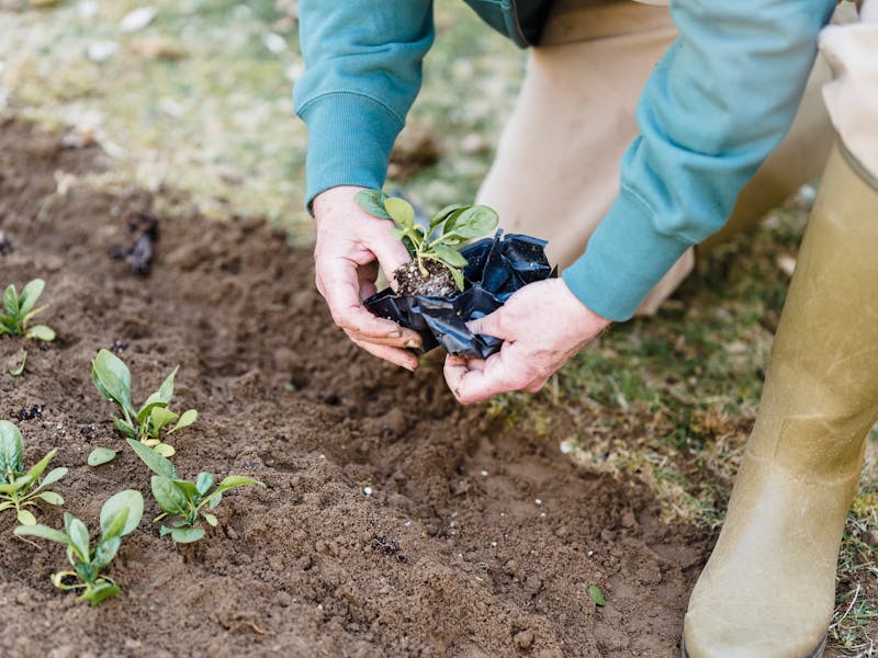 **Proljetne Ideje za Vašu Baštu: Savjeti za Uživanje u Prirodi i Uzgajanje Biljaka** - Fourth Image