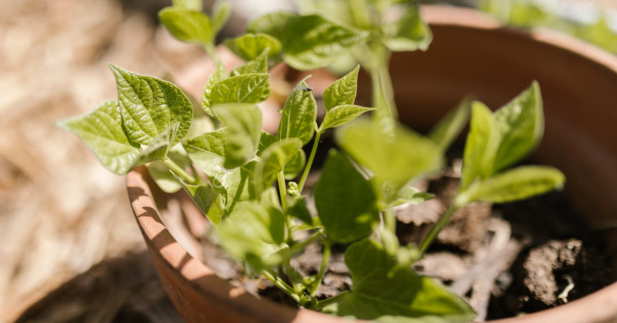 Proljetne Ideje za Vašu Baštu: Savjeti za Uživanje u Prirodi i Uzgajanje Biljaka