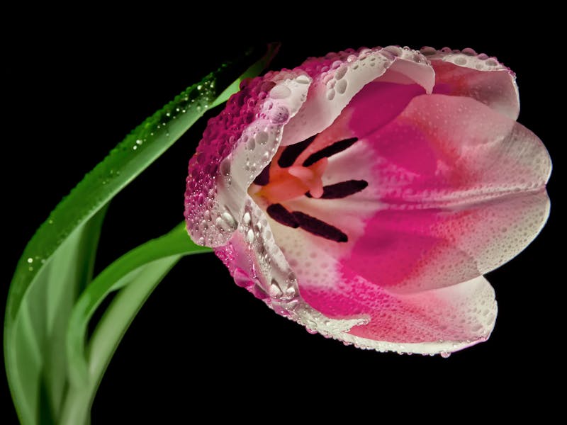 **Kako Stvoriti Savršen Vrt: 9 Ključnih Savjeta za Uspješnu Baštu** - Third Image