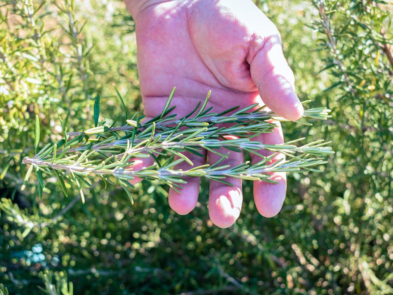 **Savjeti za Vrt i Baštu: Kako Unaprijediti Vaš Zeleni Prostor i Uživati u Njegovim Blagodetima** - Fourth Image