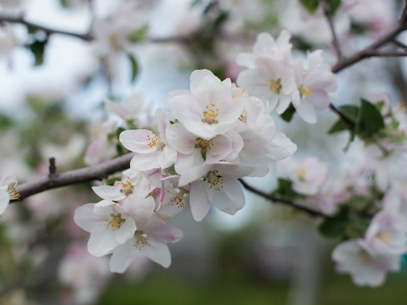 **Proljetne Ideje za Baštu: Kako Unaprijediti Vaš Vrt i Uživati u Prirodi** - Third Image