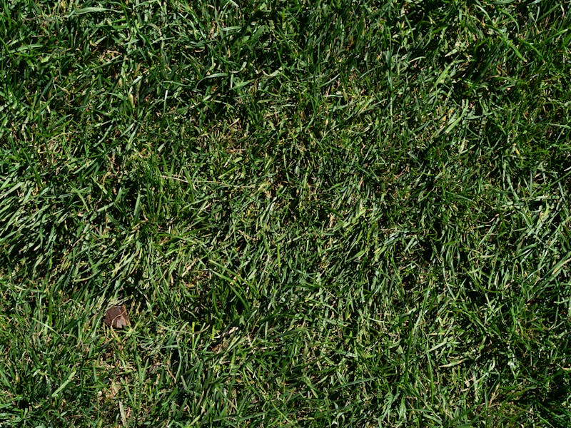 **Kako Postići Bujnu i Zdravu Vegetaciju: Savjeti za Vrt i Baštu** - Second Image