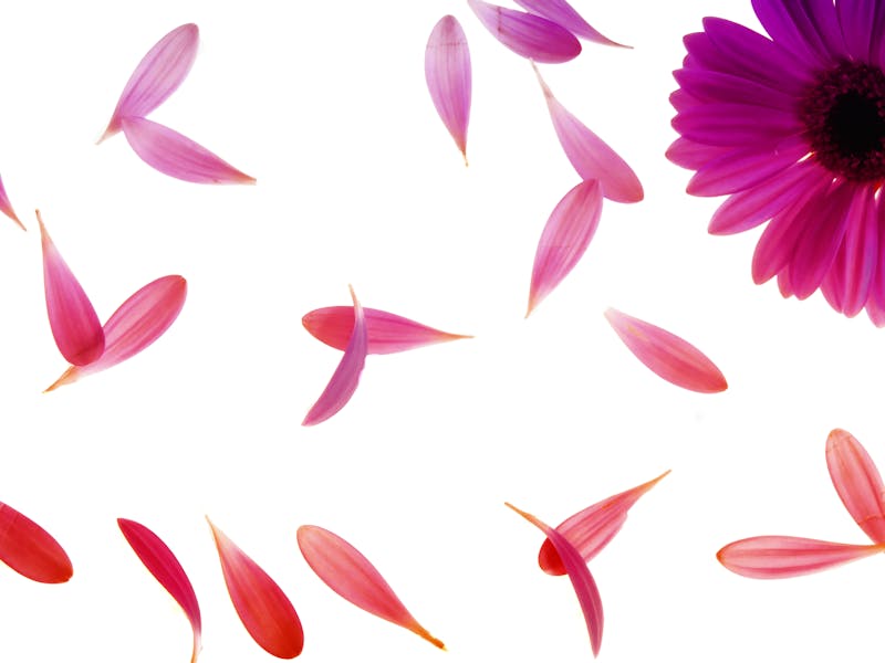 **Savjeti za Uređenje Vrta: Kako Stvoriti Prekrasnu i Produktivnu Baštu** - Third Image