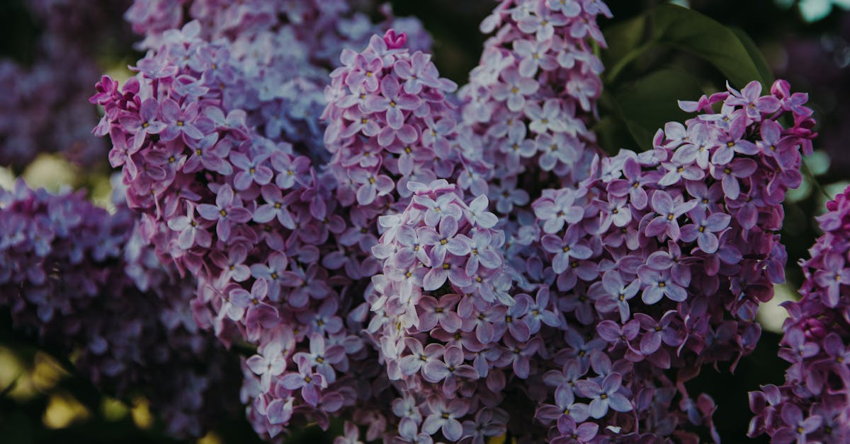 Proljetne Ideje za Baštu: Savjeti za Uređenje i Sadnju Biljaka