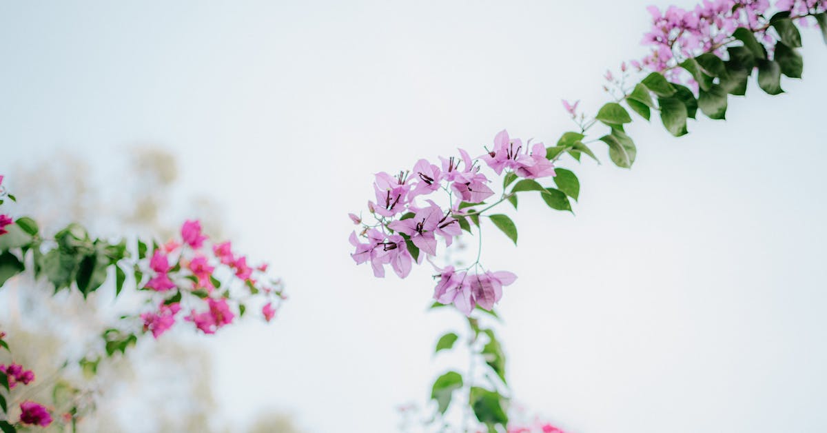 Proljetne Ideje za Baštu: Kako Pripremiti Vrt za Sezonu Rasta