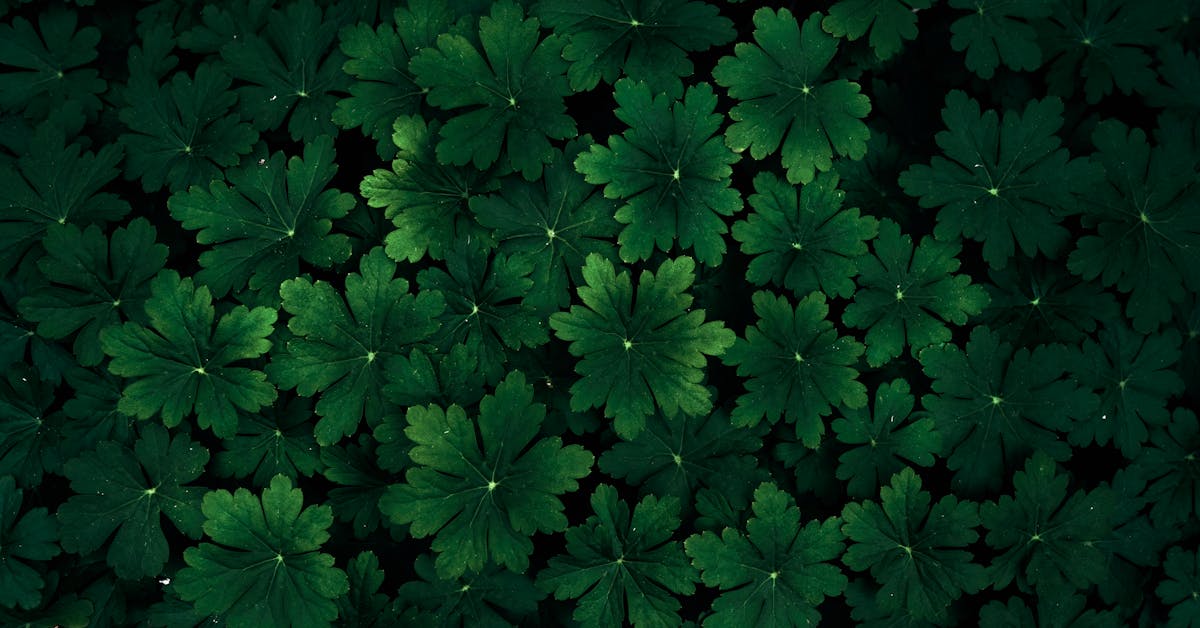 Kako Postići Bujnu i Zdravu Vegetaciju: Savjeti za Vrt i Baštu