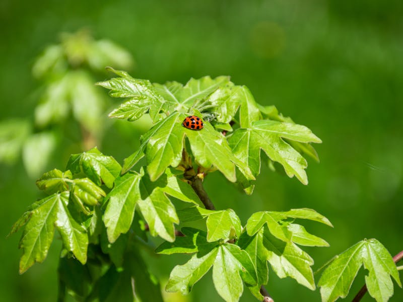 **Savjeti i Ideje za Proljetno Vrtlarstvo: Kako Stvoriti Savršenu Baštu u Bosni i Hercegovini** - Second Image