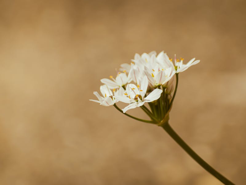 **Proljetne Ideje za Baštu: Kako Pripremiti Vrt za Sezonu Rasta** - Fourth Image