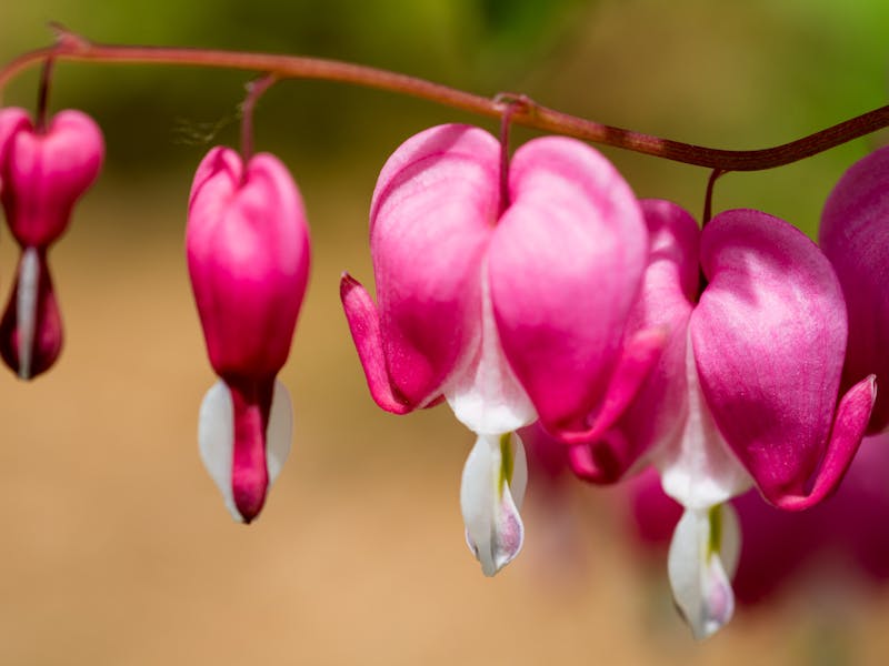 **Proljetne Ideje za Vaš Vrt: Savjeti i Inspiracija za Uređenje Bašte** - Second Image