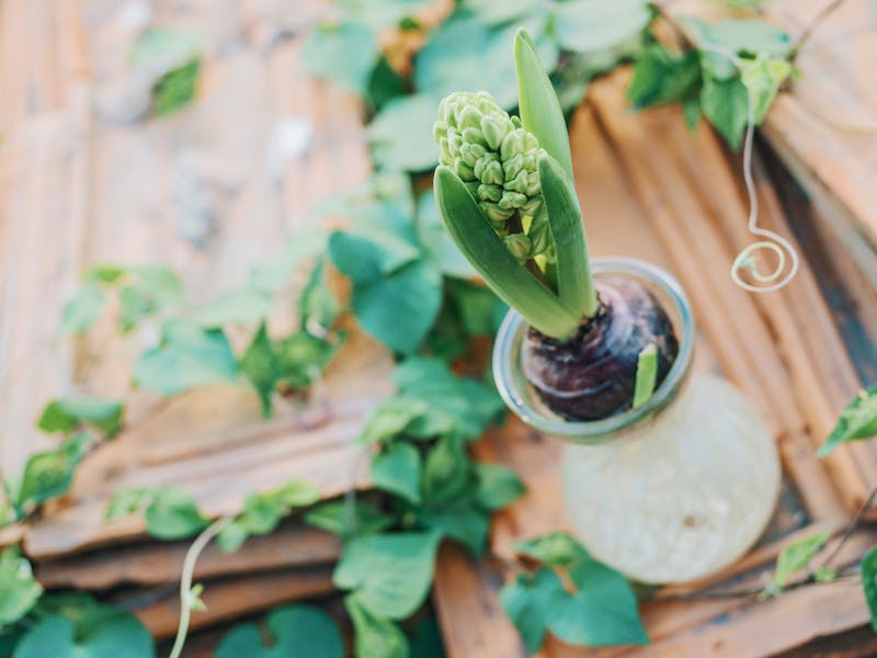 **Učinite svoj vrt cvjetnim: Savjeti za uspješno vrtlarstvo i njegu bašte** - Third Image