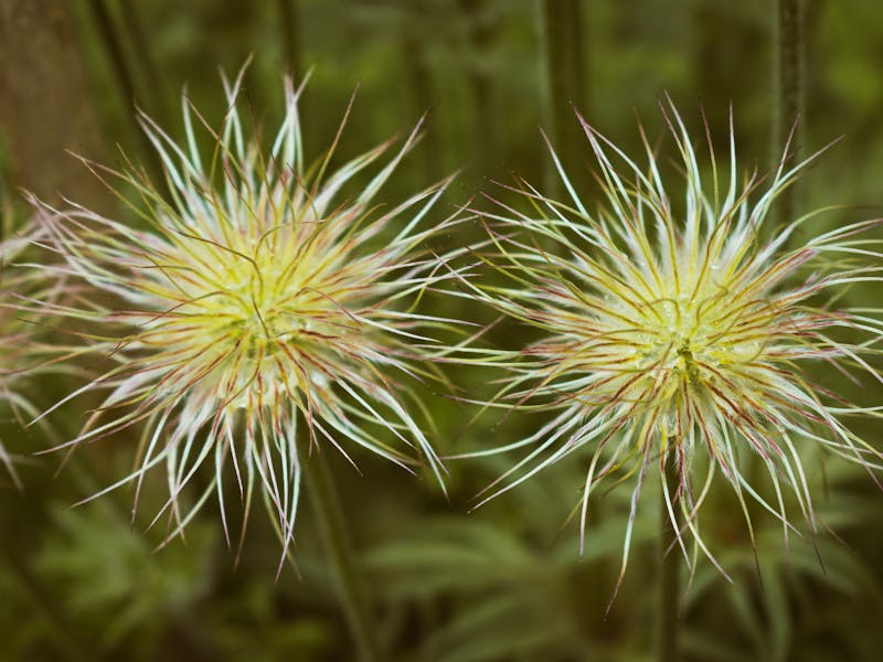 **Proljetne Ideje za Baštu: Kako Pripremiti Vrt za Sezonu Rasta** - Second Image