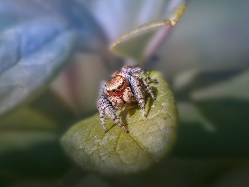 **Proljetne Ideje za Baštu: Kako Unaprijediti Vaš Vrt i Uživati u Prirodi** - Fourth Image