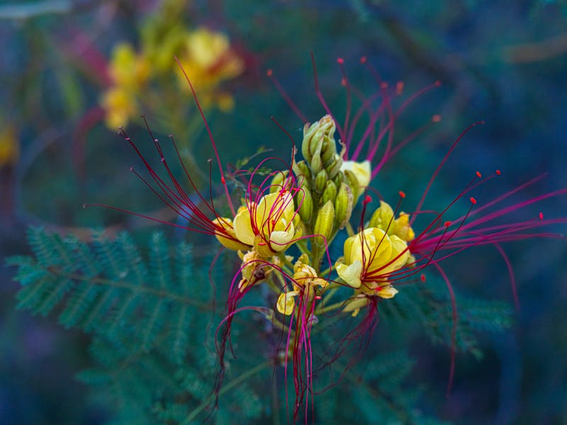 **Kako Stvoriti Zeleni Raj: Savjeti za Uređenje Vrtova i Bašta za Optimalan Rastu i Uživanje** - Second Image