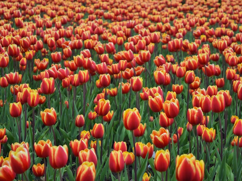 **Proljetne Ideje za Baštu: Kako Pripremiti Vrt za Sezonu Rasta** - Third Image