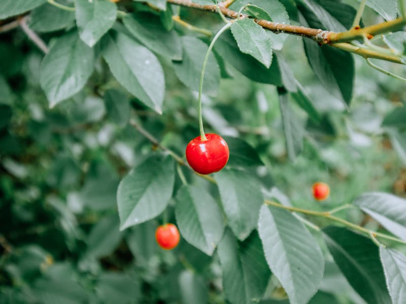 **Savjeti za Uspješan Vrt i Baštu: Kako Održivim Pristupom Do Plodova i Ljepote** - Second Image