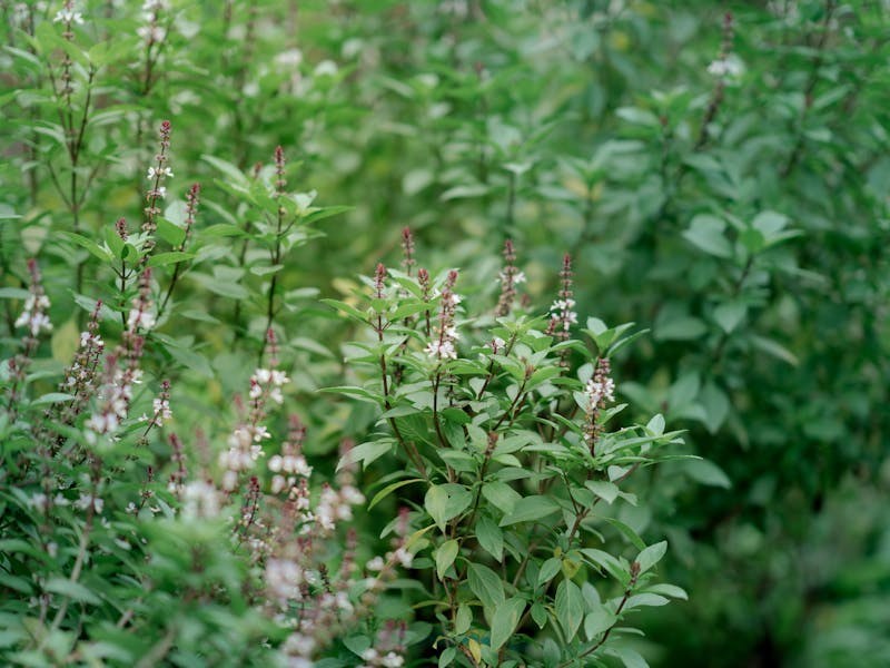 ### Kako Uzgojiti Najbolje Začinsko Bilje u Vrtu: Savjeti za Bosiljak, Peršun, Majčinu Dušicu i Ostale - Fourth Image