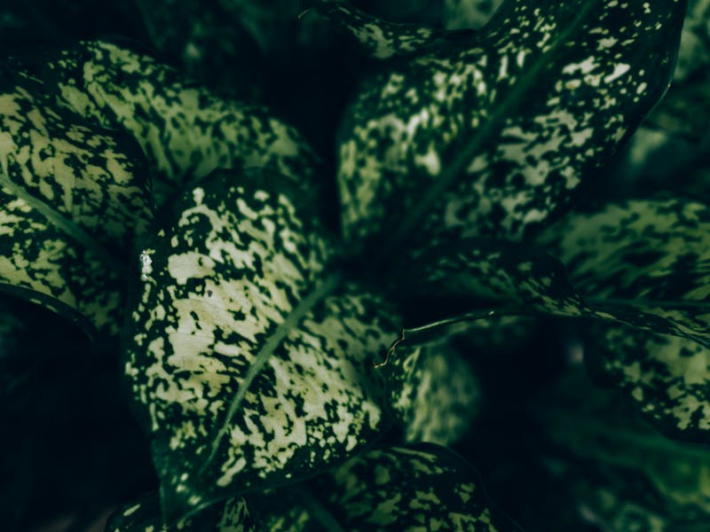 **Kako Postići Bujnu i Zdravu Vegetaciju: Savjeti za Vrt i Baštu** - Third Image