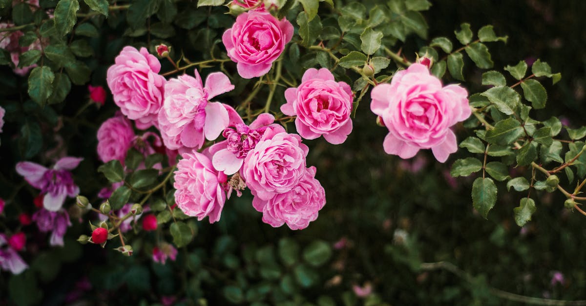 Proljetne Ideje za Uređenje Bašte: Savjeti za Uživanje u Vrtu