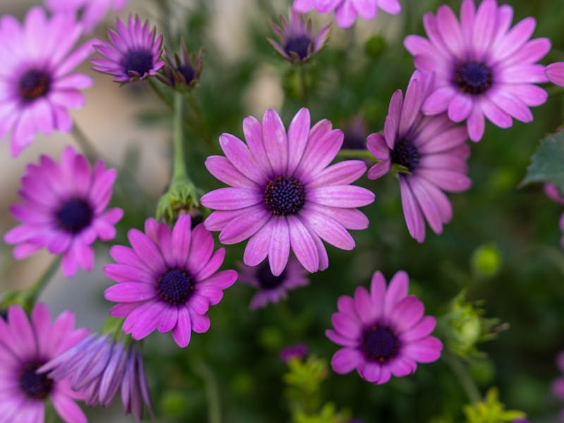 **Proljetne Ideje za Vaš Vrt: Savjeti i Inspiracija za Uređenje Bašte** - Fourth Image