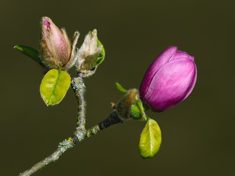 **Proljetne Ideje za Baštu: Kako Stvoriti Savršen Vrt i Uživati u Novim Počecima** - Second Image