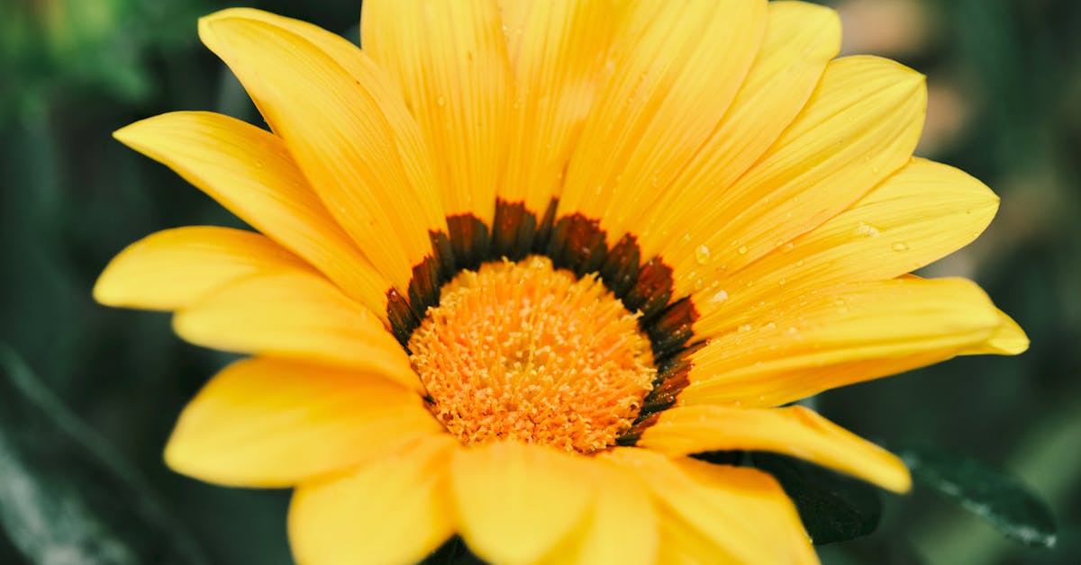 Proljetne Ideje za Vaš Vrt: Savjeti i Inspiracija za Uređenje Bašte