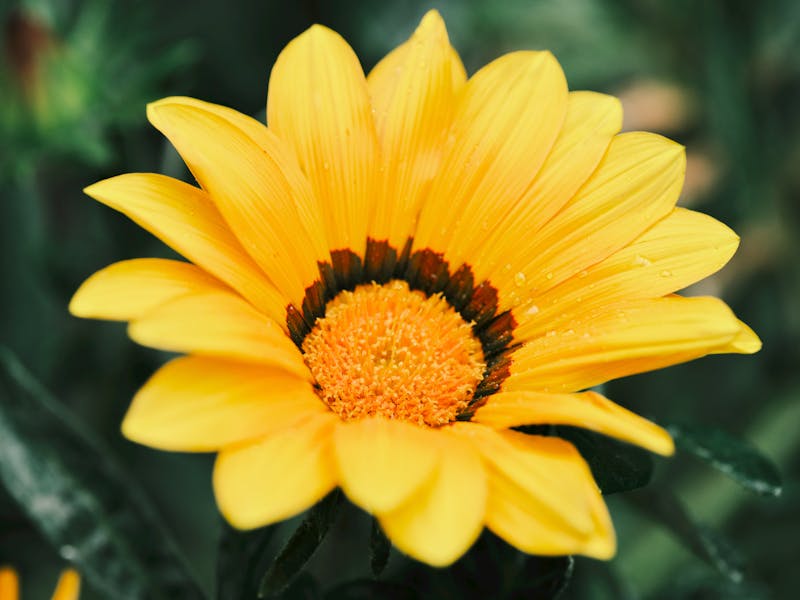 **Proljetne Ideje za Vrt: Savjeti za Uživanje u Prirodi i Održavanje Bašte** - Second Image