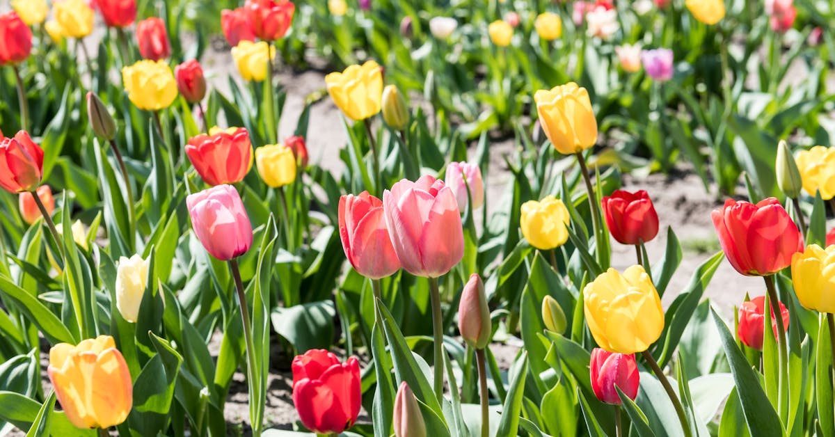 Savjeti za Uređenje Vrtova i Bašta: Kako Stvoriti Oazu Ljepote i Zdravlja
