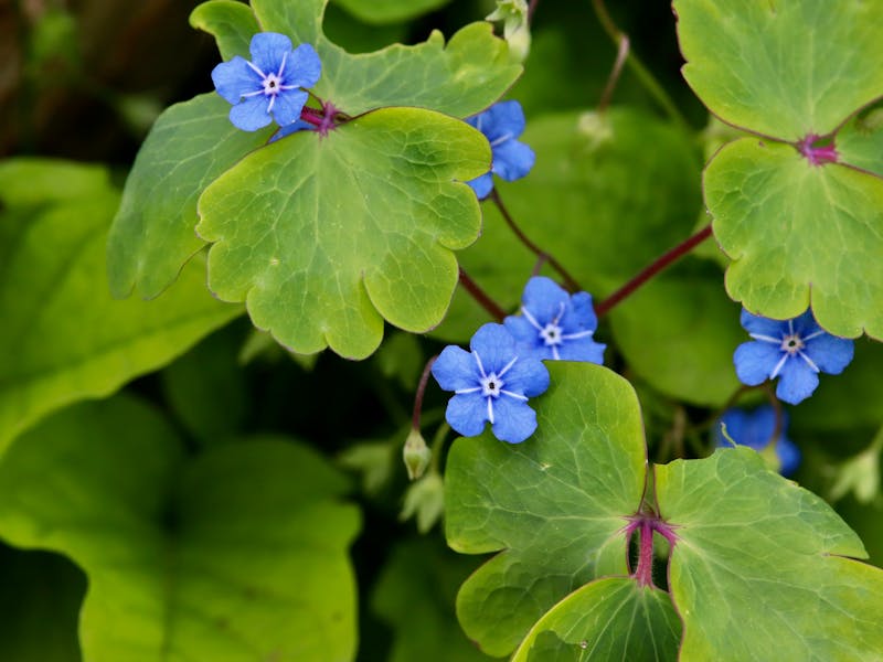 **Kako Pripremiti Vaš Vrt za Proljeće: Savjeti i Ideje za Uređenje Bašte** - Second Image