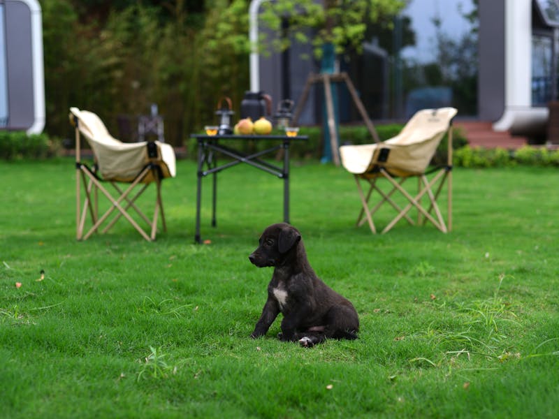 **Savjeti za Vrt i Baštu: Kako Unaprijediti Vaš Zeleni Prostor i Uživati u Njegovim Blagodetima** - Second Image