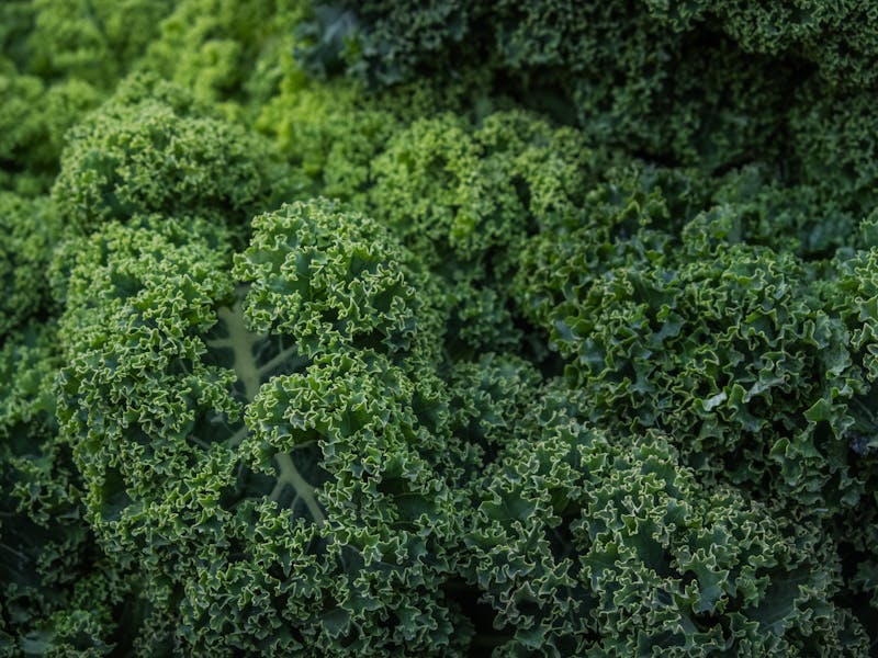 **Savjeti za Vrtlarstvo: Kako Stvoriti Zdrav i Produktivan Vrt ili Baštu** - Second Image