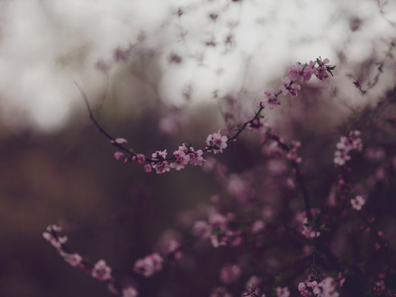 **Proljetne Ideje za Vaš Vrt: Savjeti i Inspiracija za Uređenje Bašte** - Third Image