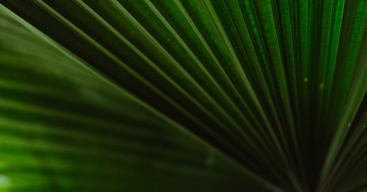 Proljetne Ideje za Uređenje i Održavanje Bašte: Savjeti za Zeleni Raj