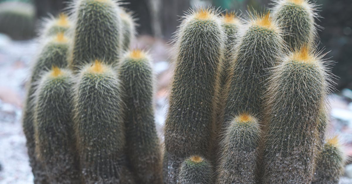 Kako Stvoriti Zeleni Raj: Savjeti za Uređenje Vrtova i Bašta za Optimalan Rastu i Uživanje