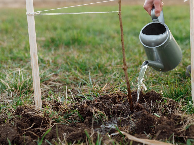 **Proljetne Ideje za Vrt: Savjeti za Uređenje, Njegu i Sadnju Biljaka** - Fourth Image