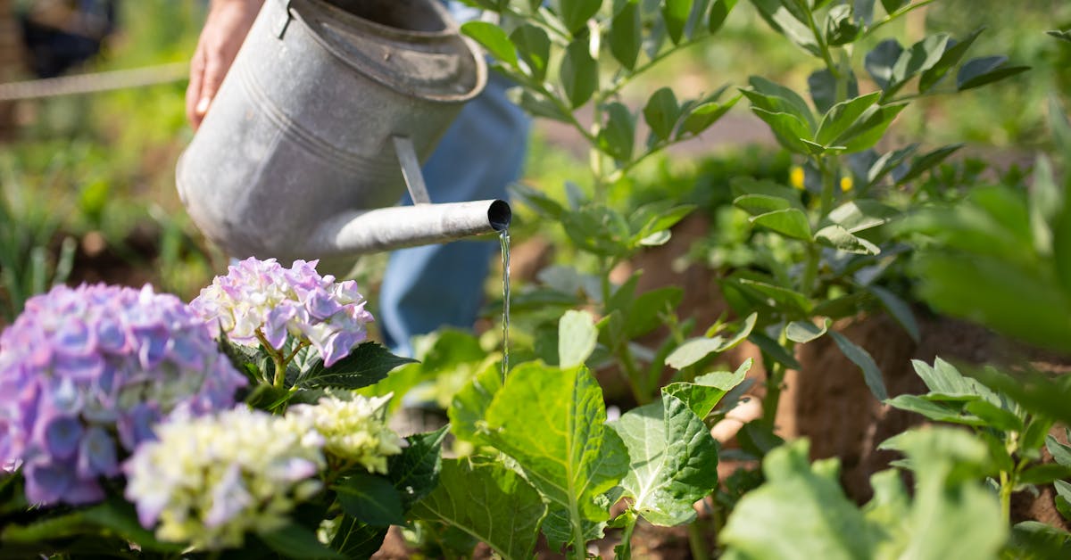 Učinite svoj vrt cvjetnim: Savjeti za uspješno vrtlarstvo i njegu bašte
