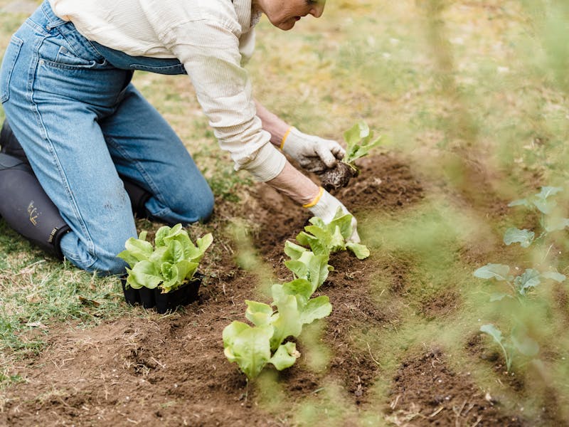 **Savjeti za Uspješan Vrt i Baštu: Kako Održivim Pristupom Do Plodova i Ljepote** - Third Image