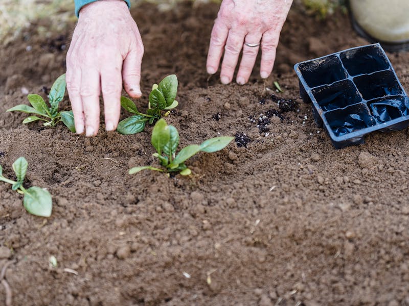 **Proljetne Ideje za Vrt: Savjeti za Uređenje, Njegu i Sadnju Biljaka** - Third Image