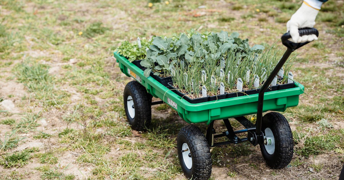 Proljetne Ideje za Baštu: Savjeti za Uređenje i Uzgoj Plodova u Vašem Dvorištu