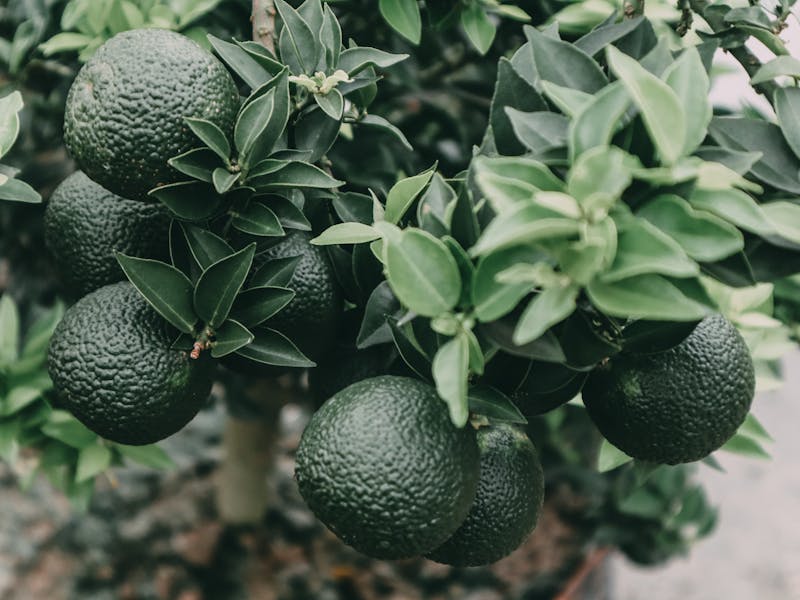 **Savjeti za Vrtlarstvo: Kako Stvoriti Zdrav i Produktivan Vrt ili Baštu** - Fourth Image