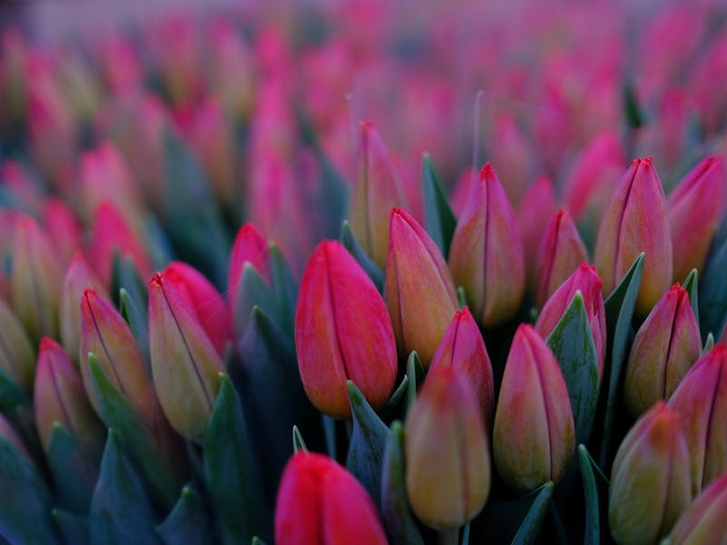 ** Savjeti za Uređenje Vrtova i Bašta: Kako Stvoriti Oazu Ljepote i Zdravlja** - Fourth Image