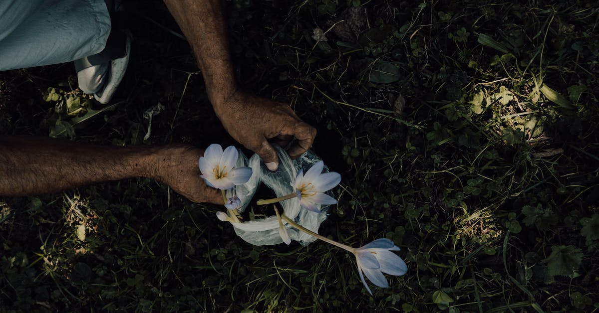 Proljetne Ideje za Vrt: Savjeti za Uređenje, Njegu i Sadnju Biljaka