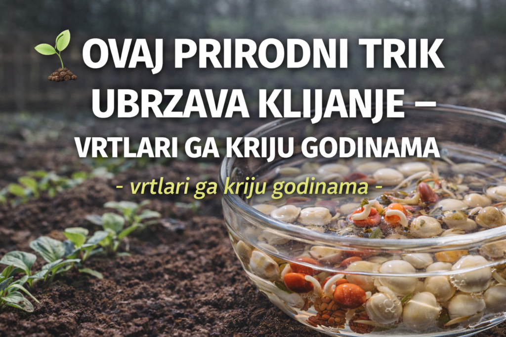 klija