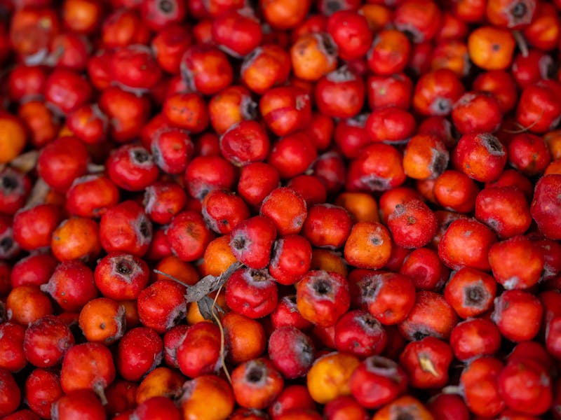 **Optimalni Vrt: Šta Posaditi Ove Godine za Bogatu Berbu** - Fourth Image